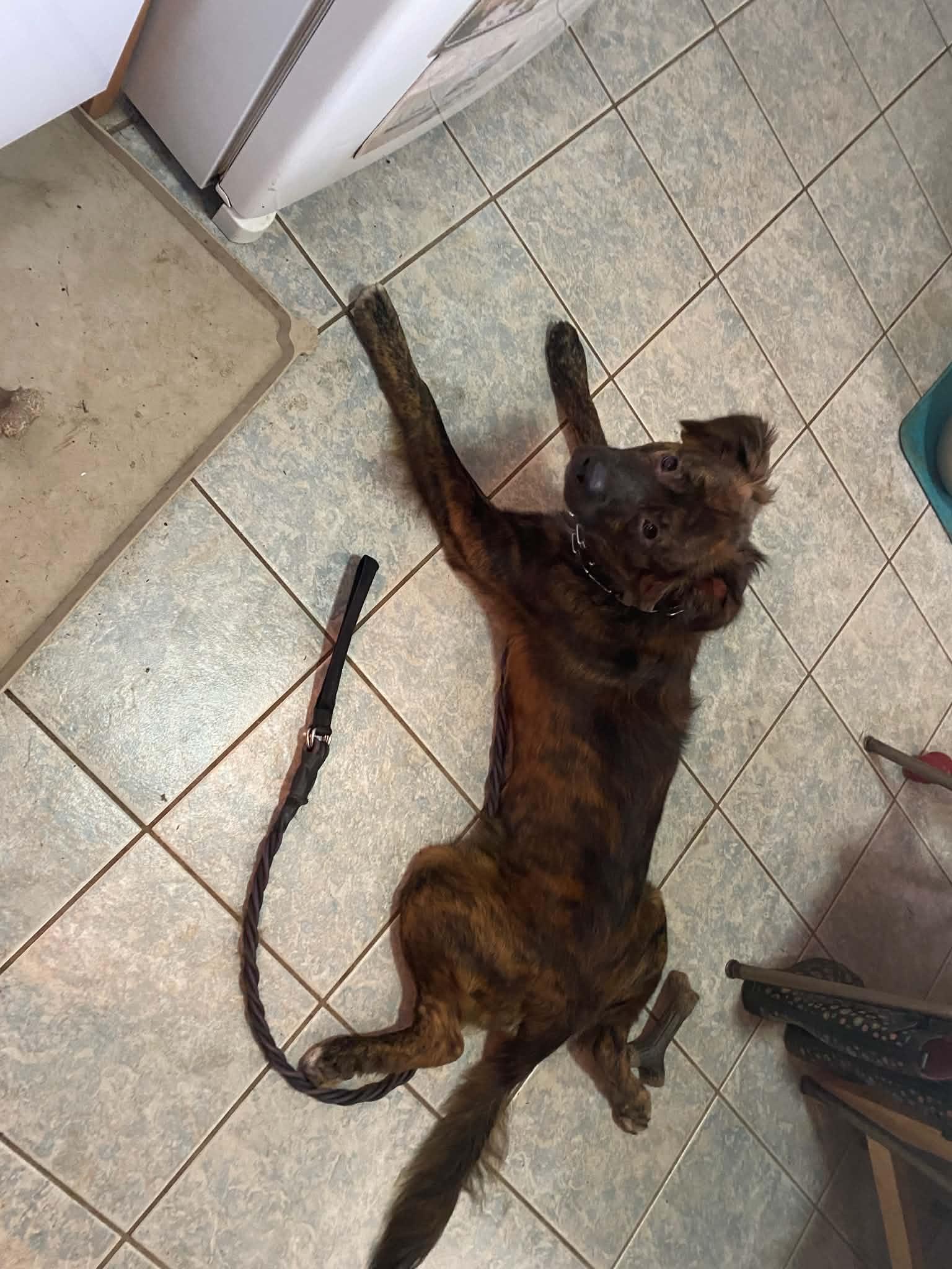 Marty, a ADOPTABLE mixed breed in South Elgin, IL image 5/5