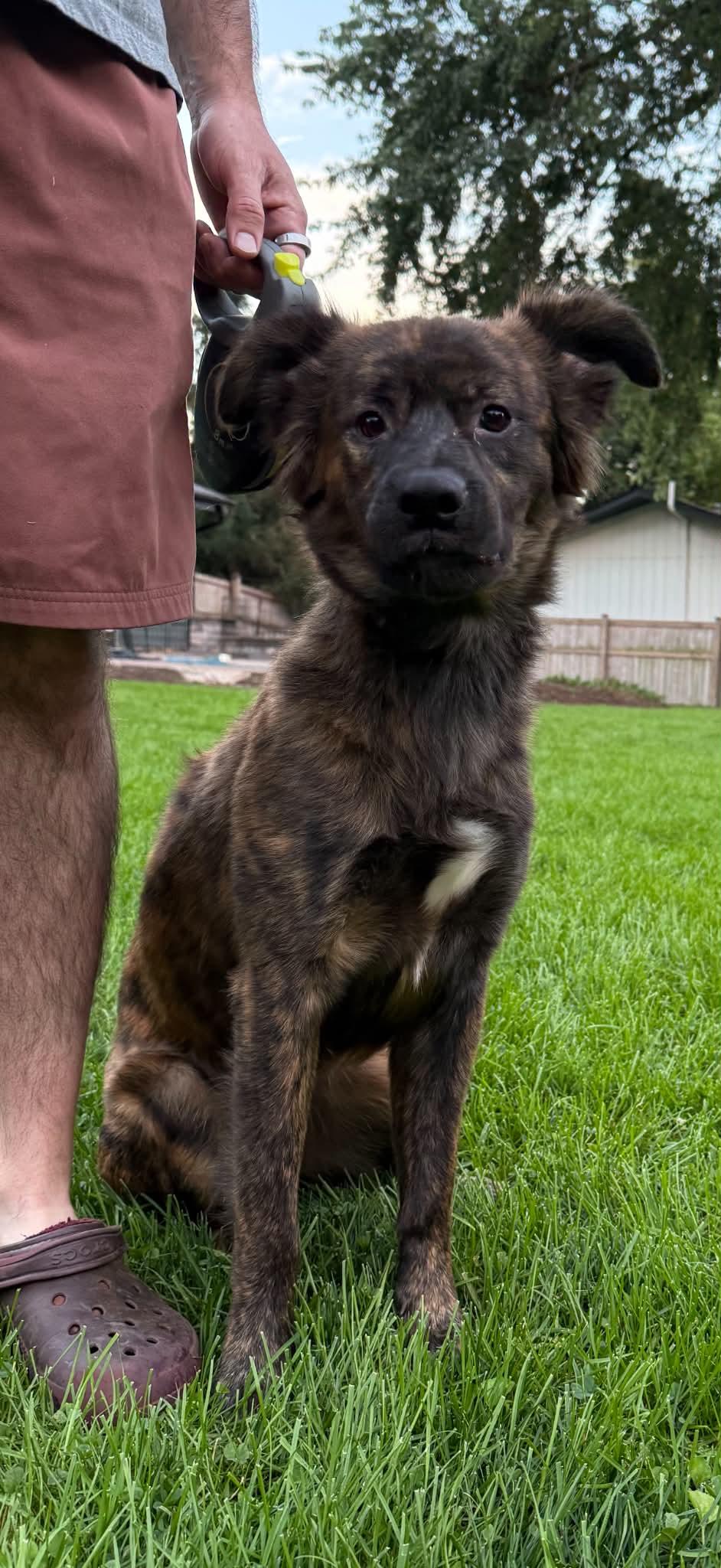 Marty, a ADOPTABLE mixed breed in South Elgin, IL image 1/5