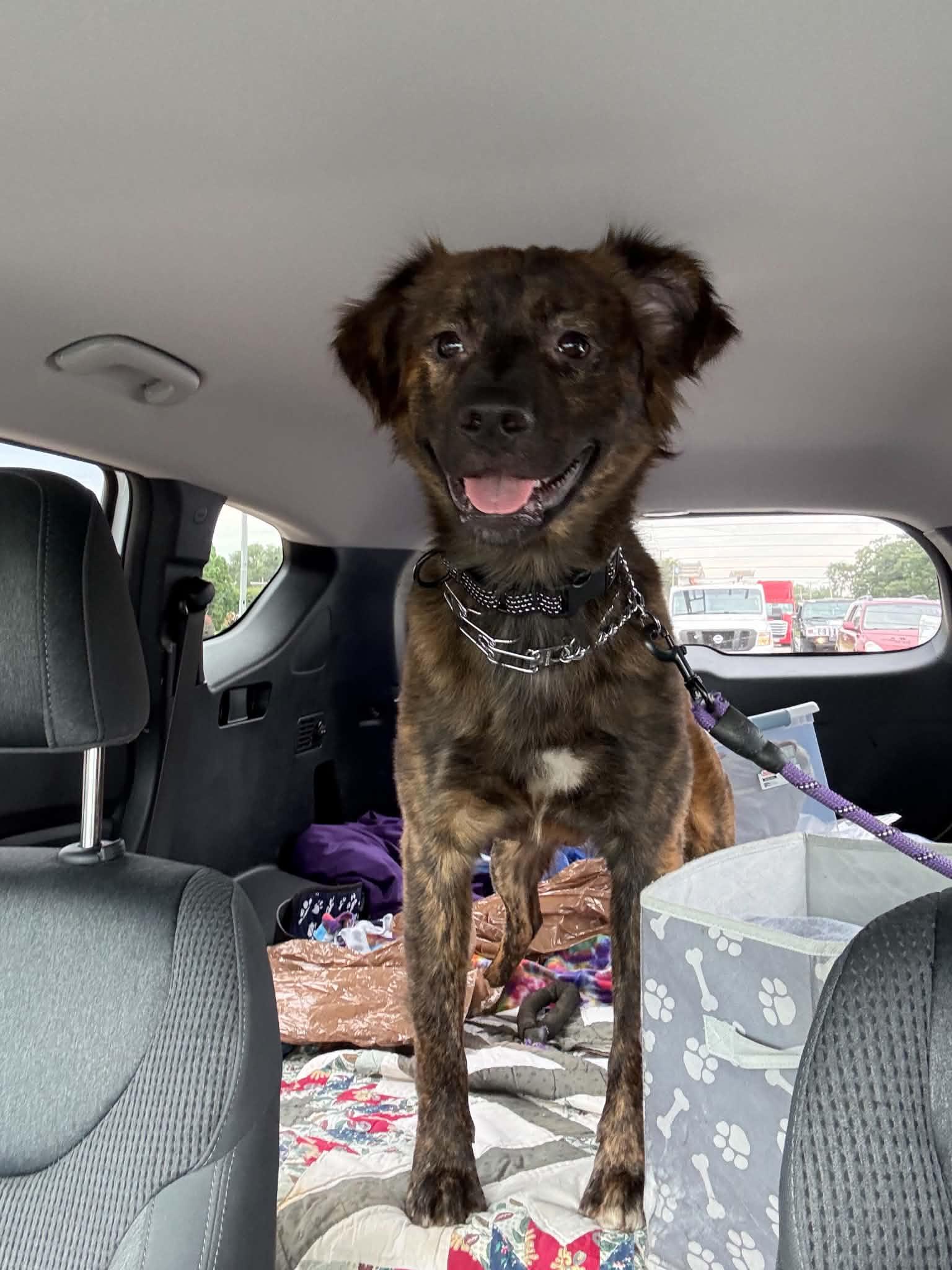 Marty, a ADOPTABLE mixed breed in South Elgin, IL image 2/5