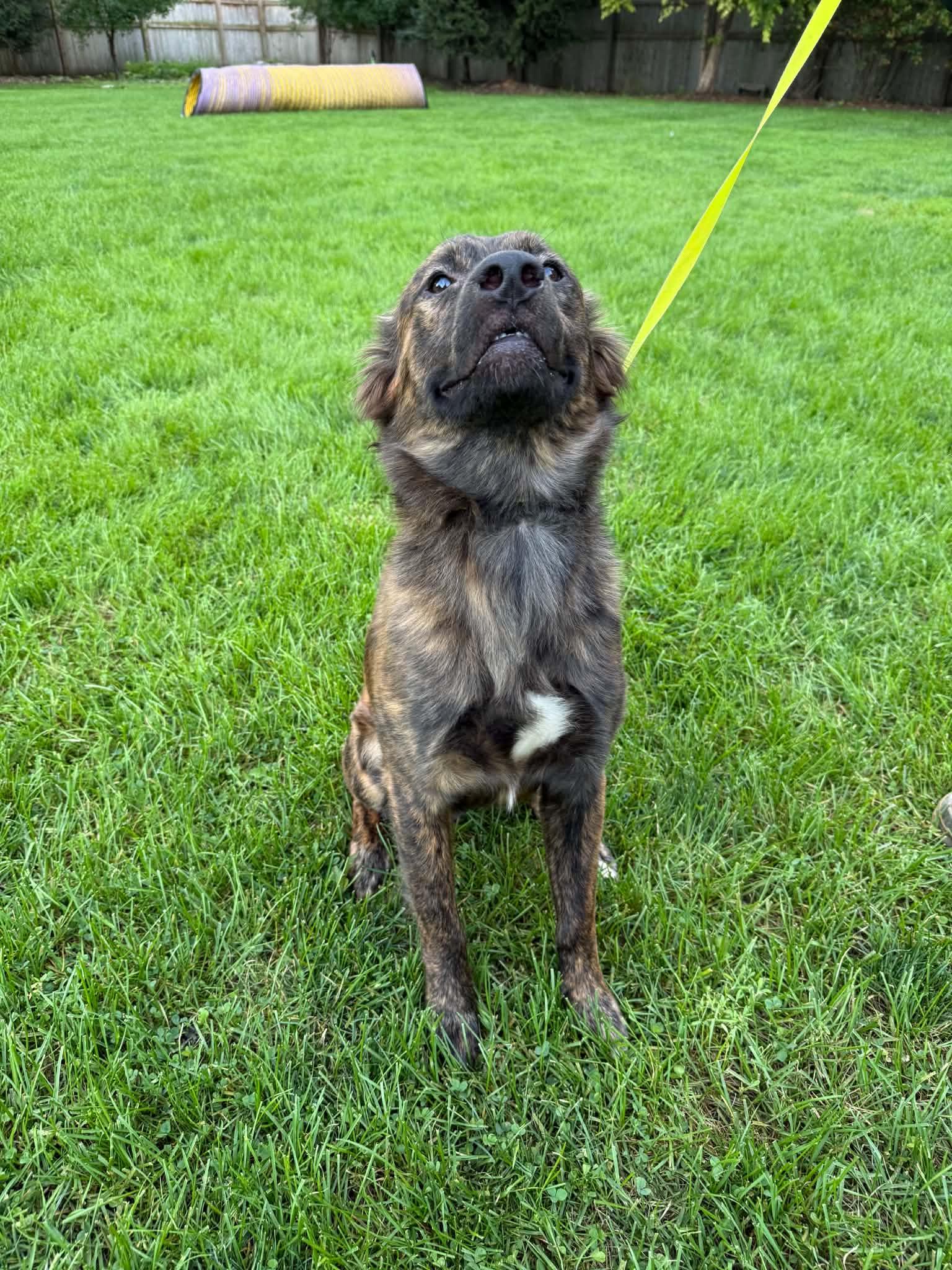 Marty, a ADOPTABLE mixed breed in South Elgin, IL image 3/5