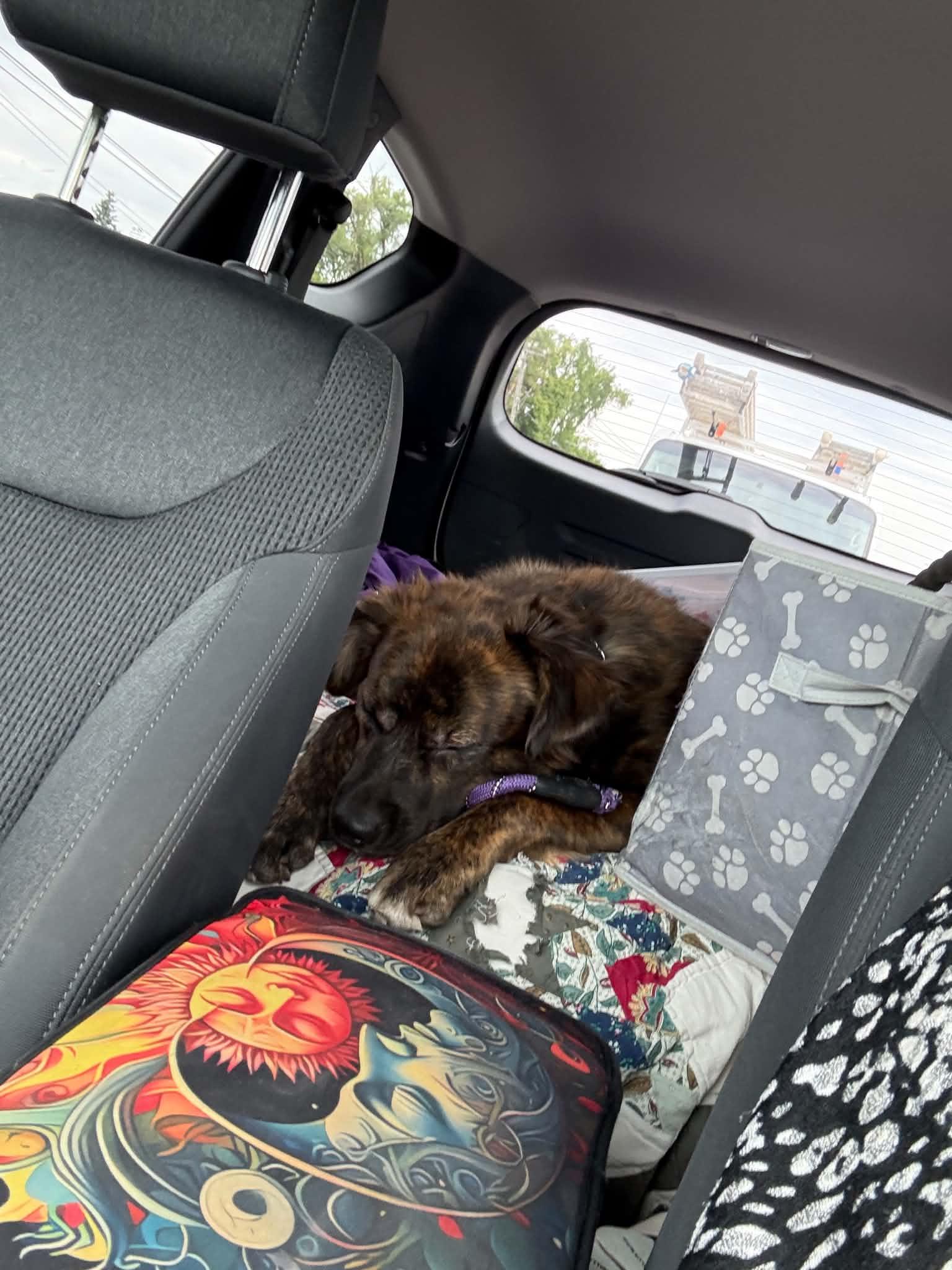 Marty, a ADOPTABLE mixed breed in South Elgin, IL image 4/5
