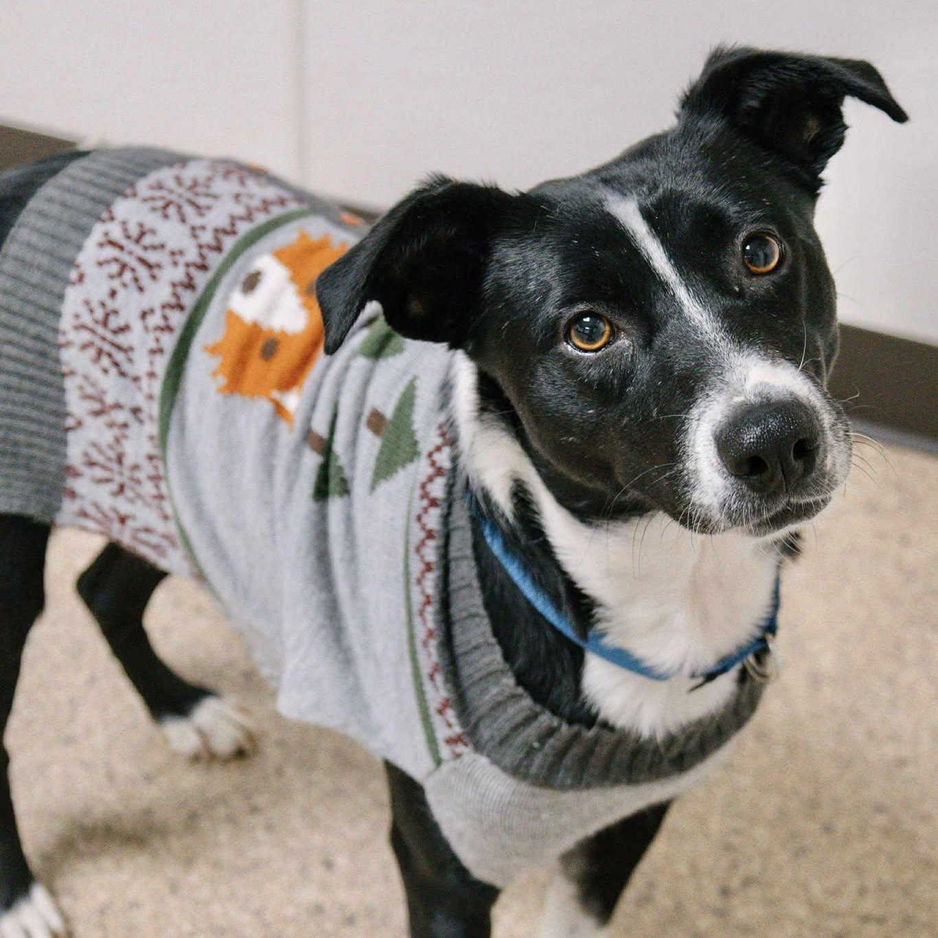 Lillian, Adoptable, Adult Female Border Collie.
