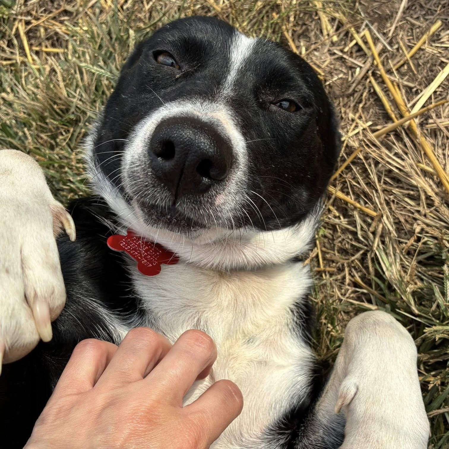 Lillian, Adoptable, Adult Female Border Collie.