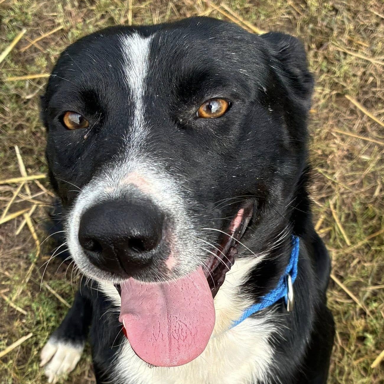 Lillian, a Adoptable mixed breed in Valparaiso, IN image 1/3