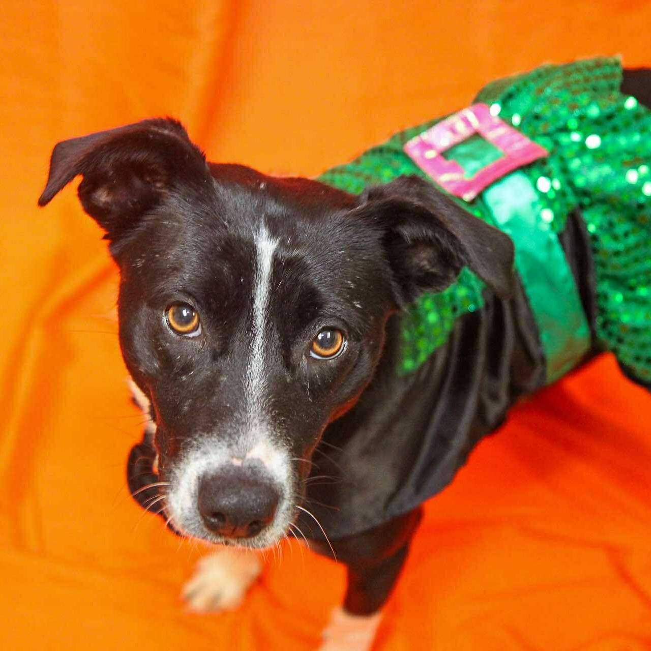 Lillian, a Adoptable mixed breed in Valparaiso, IN image 2/3