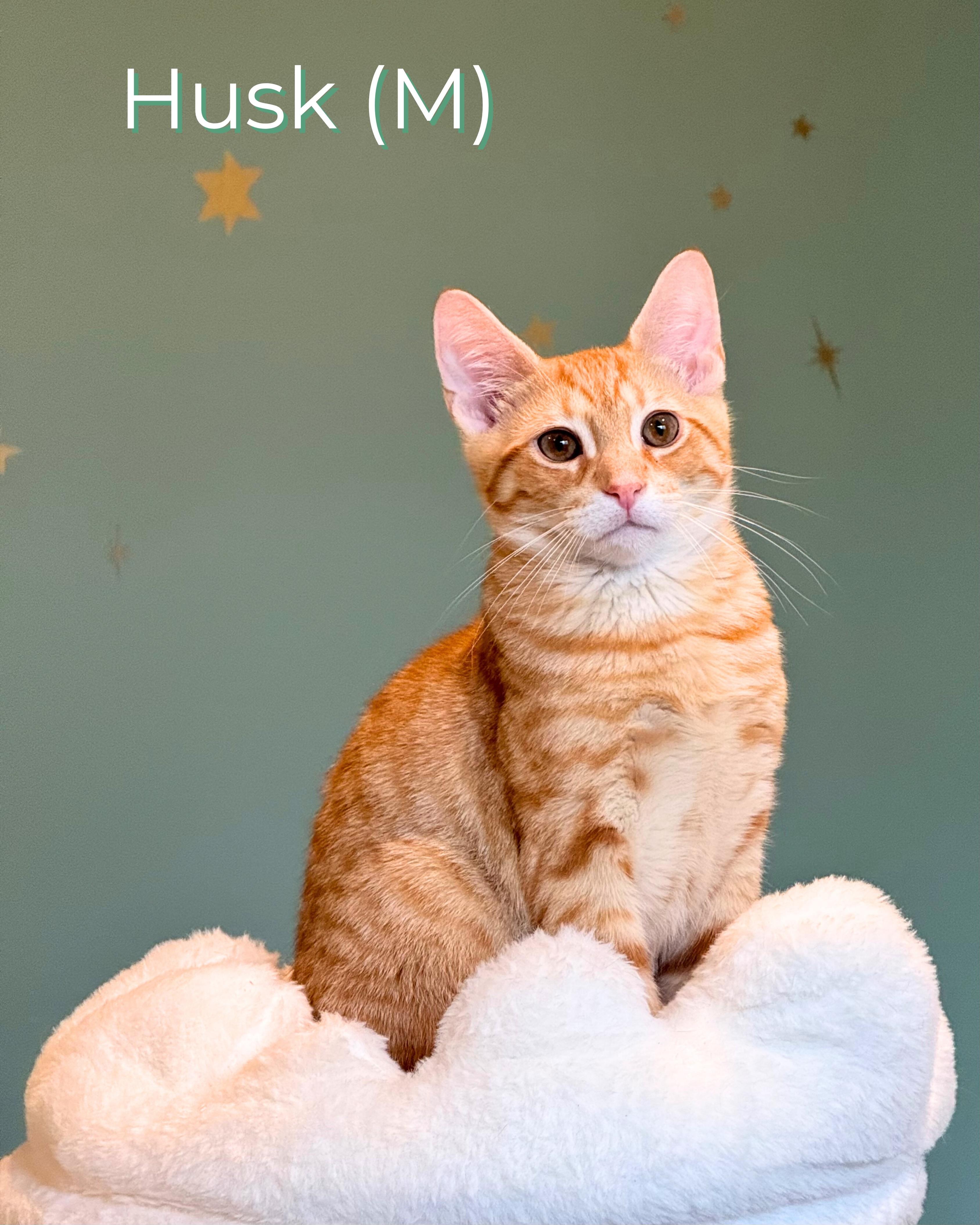 Husk, Adoptable, Kitten Male Domestic Short Hair.