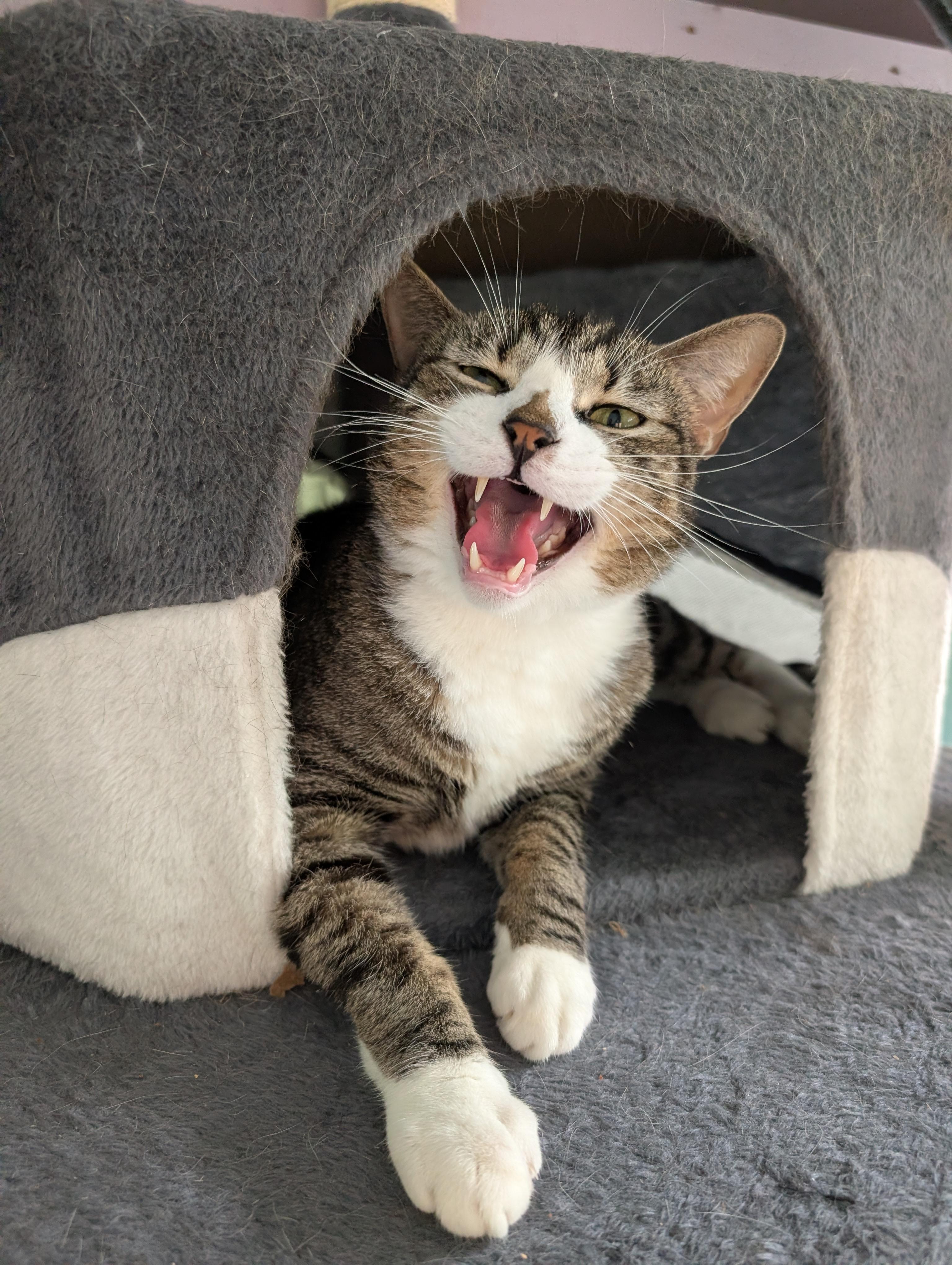 Enlarge Helio, a ADOPTABLE American Shorthair in Cedars, PA image 3/3