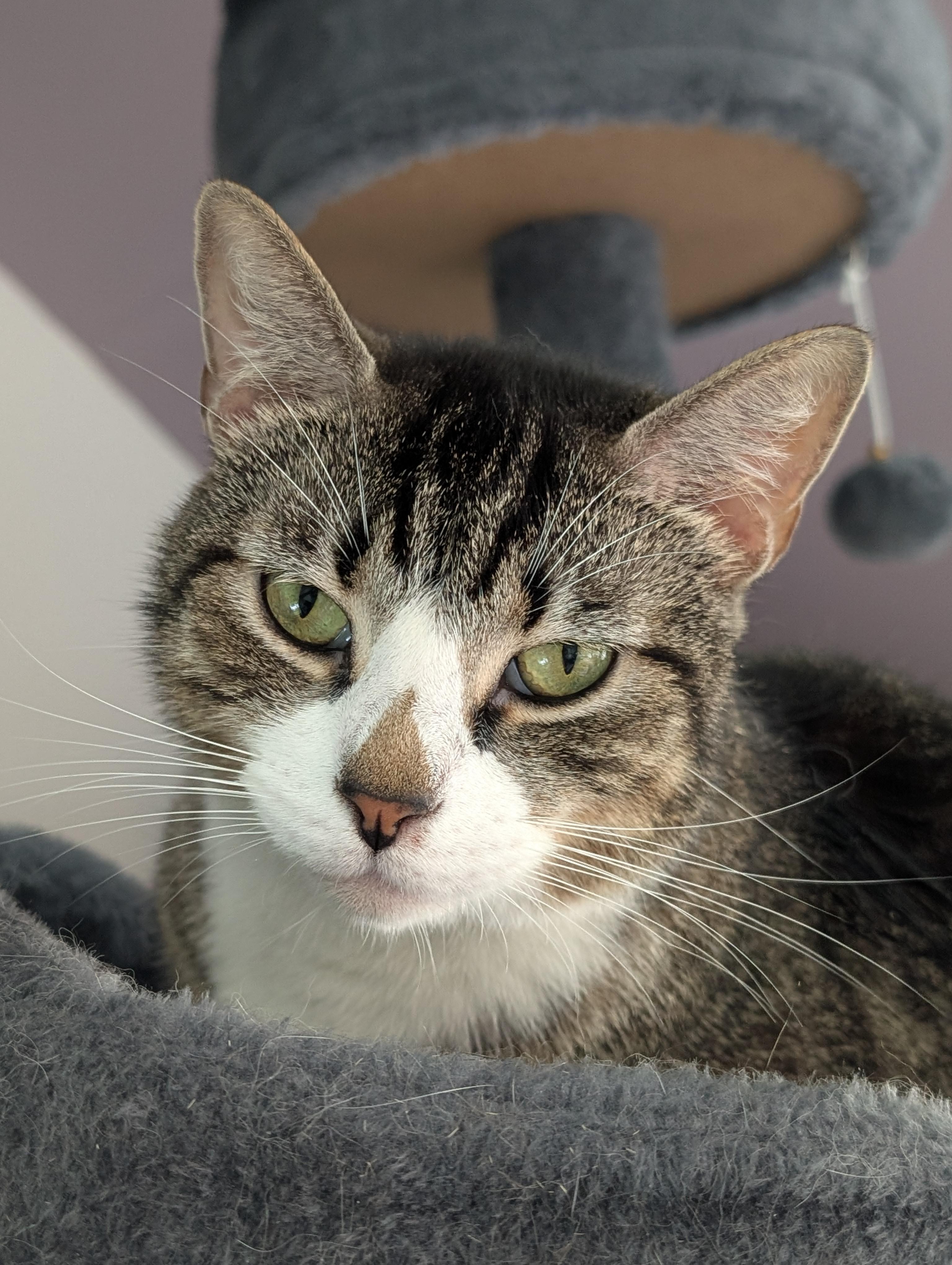 Enlarge Helio, a ADOPTABLE American Shorthair in Cedars, PA image 2/3