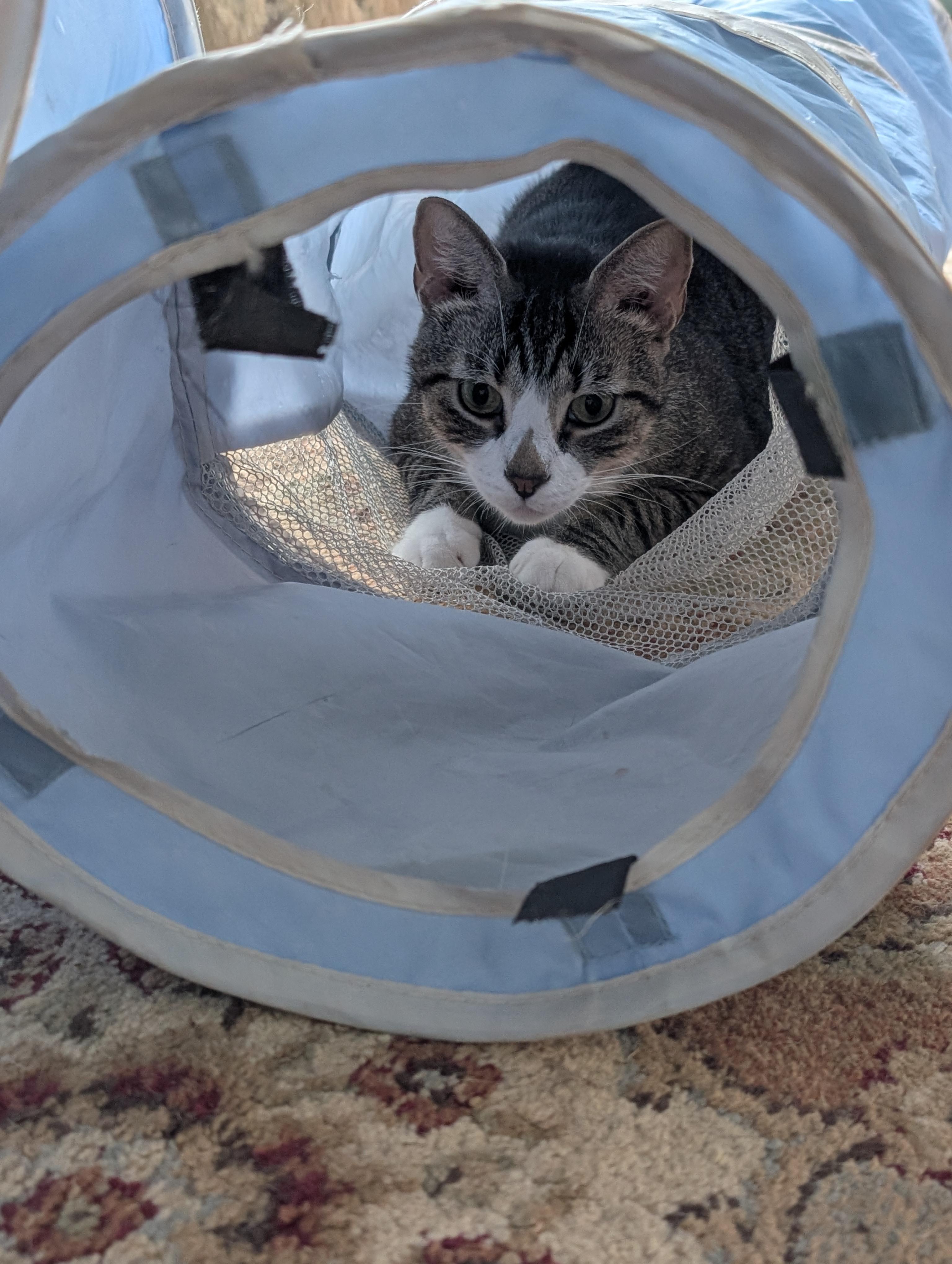 Enlarge Helio, a ADOPTABLE Domestic Short Hair in Cedars, PA image 5/5