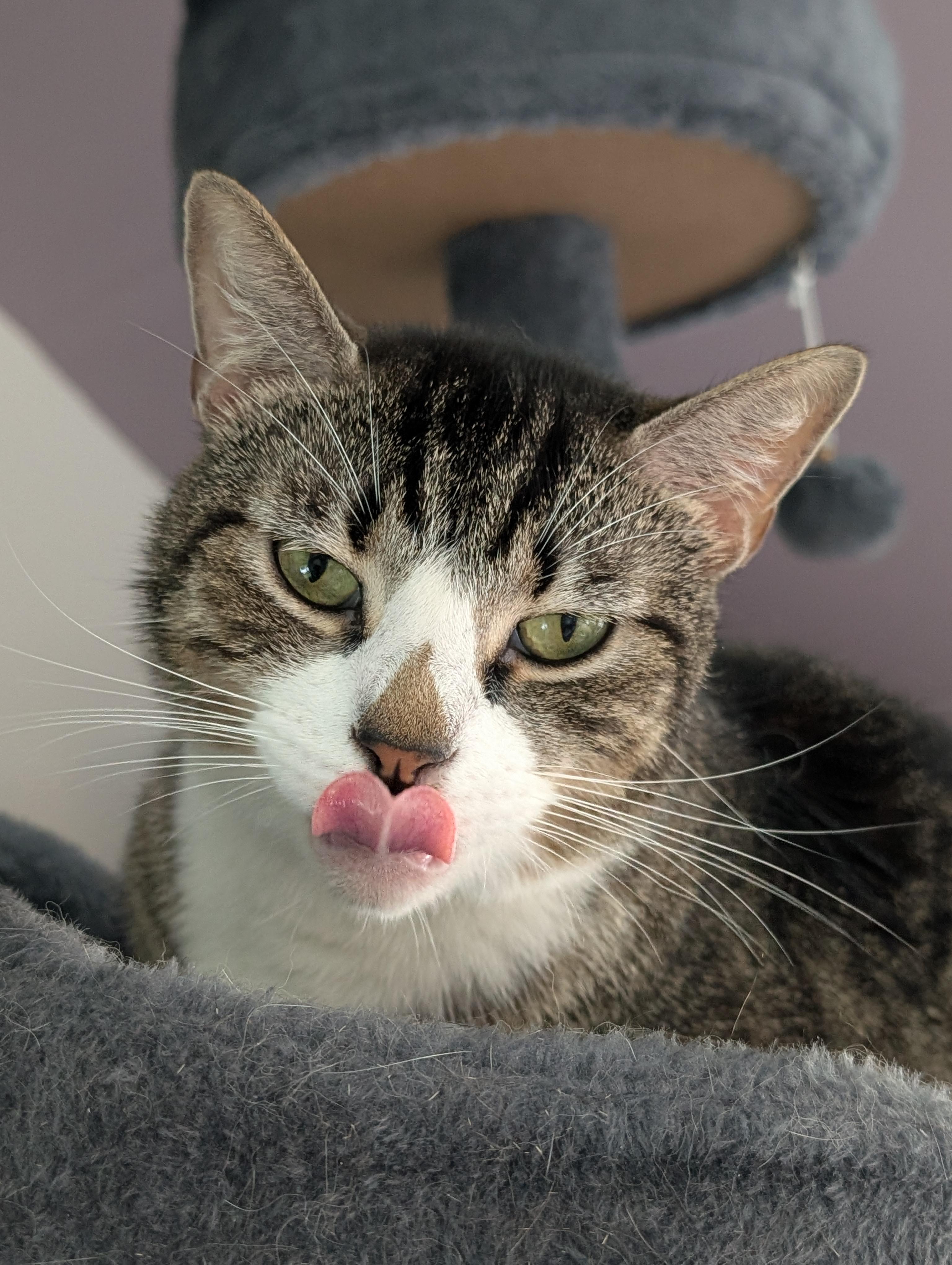 Enlarge Helio, a ADOPTABLE American Shorthair in Cedars, PA image 1/3