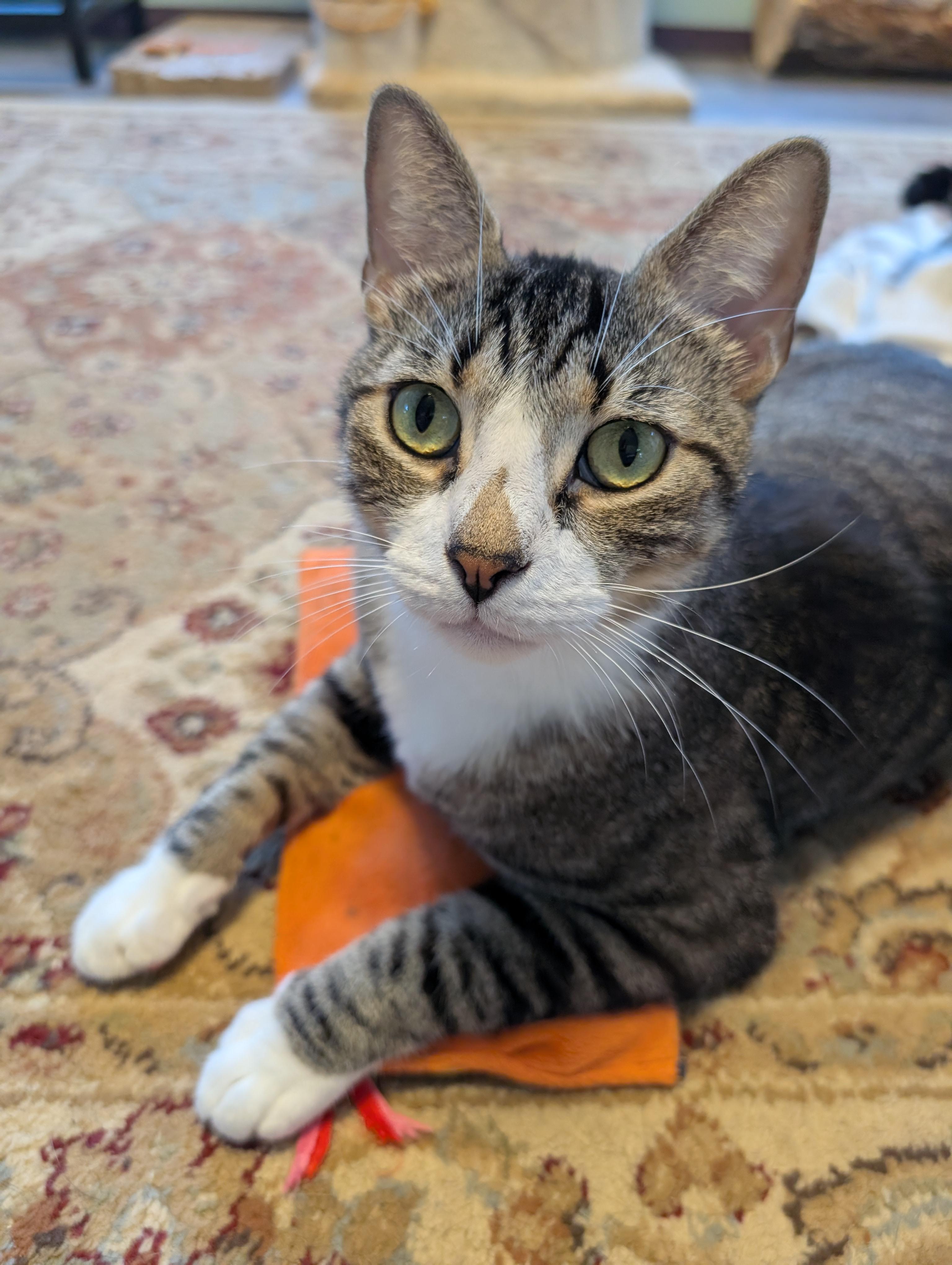 Enlarge Helio, a ADOPTABLE Domestic Short Hair in Cedars, PA image 2/5