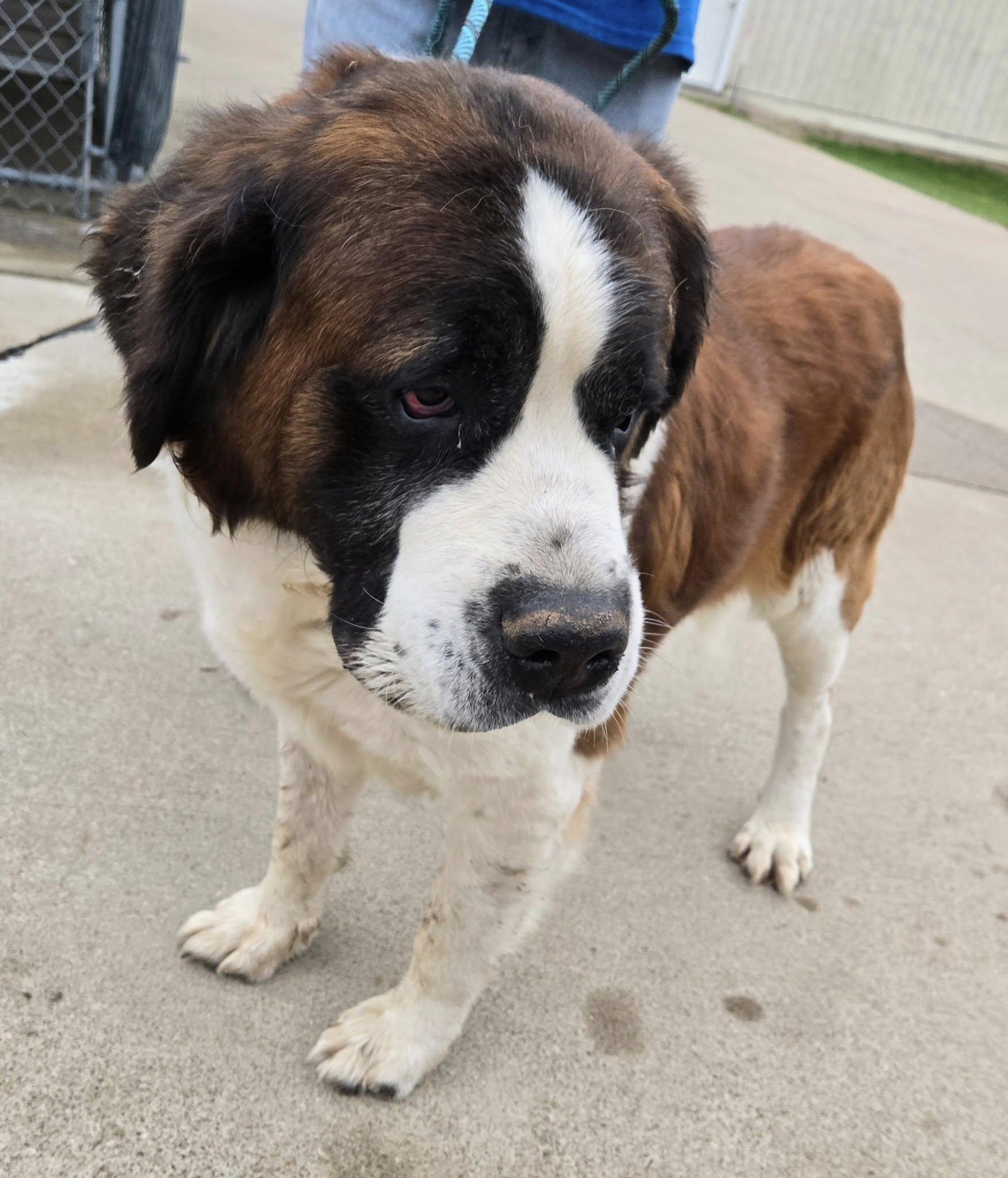 Stanley, adoptable, Adult Male Saint Bernard.