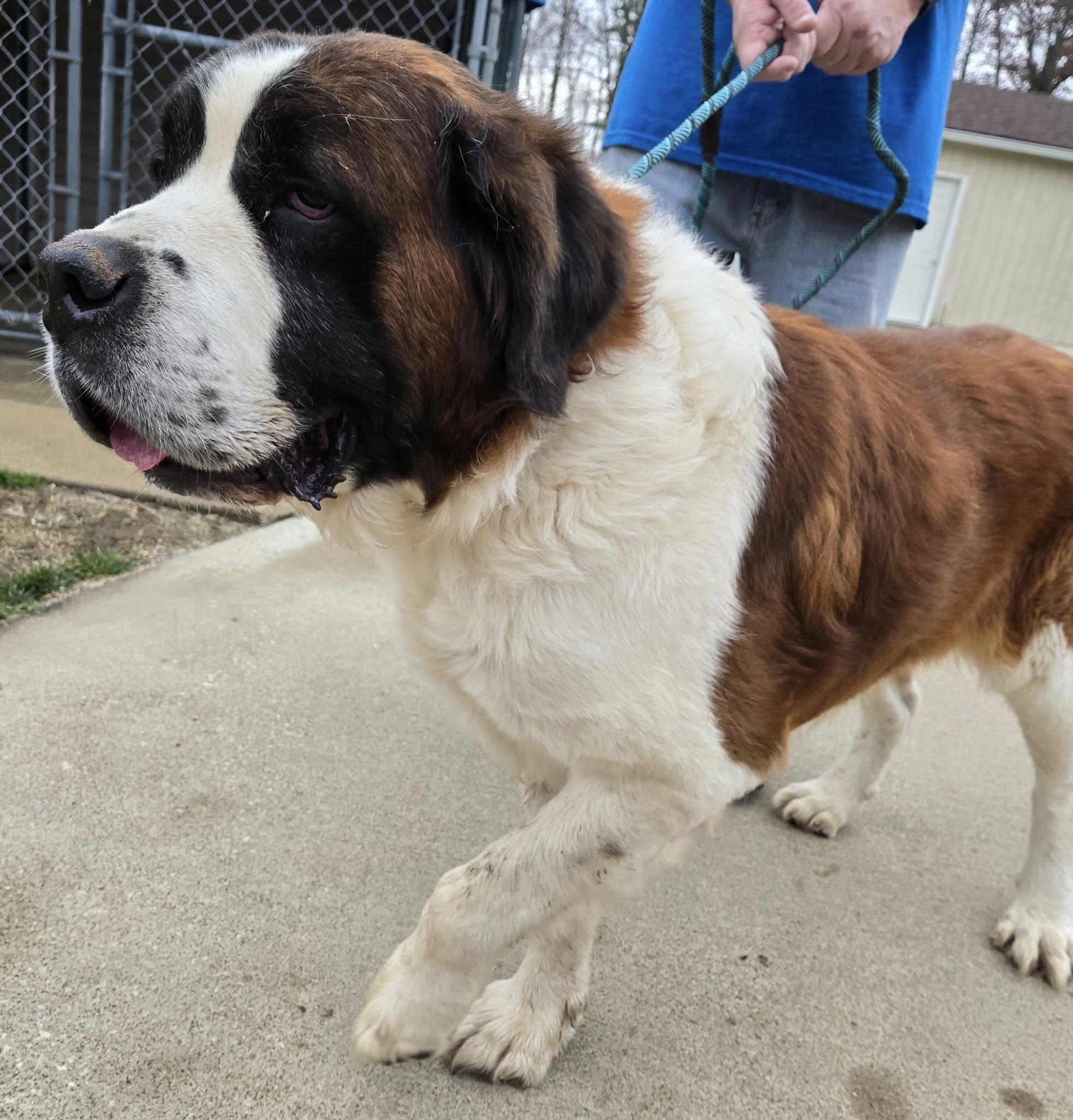 Enlarge Stanley, an adoptable Saint Bernard in North Olmsted, OH image 2/2