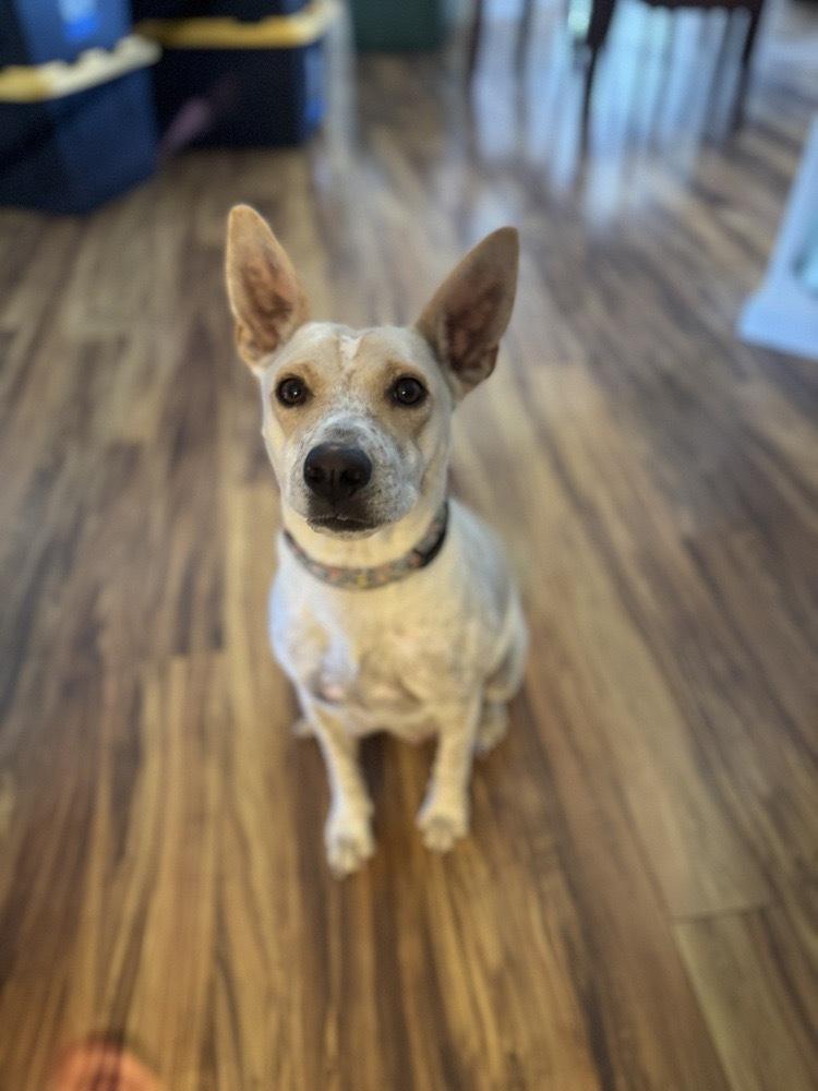 King Edward (Zinger), Adoptable, Puppy Male Australian Cattle Dog / Blue Heeler.