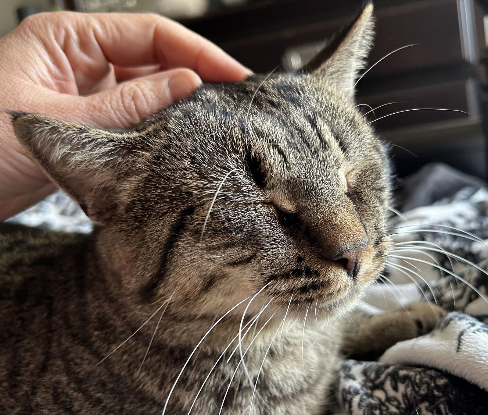 Tiny — thumbnail 2