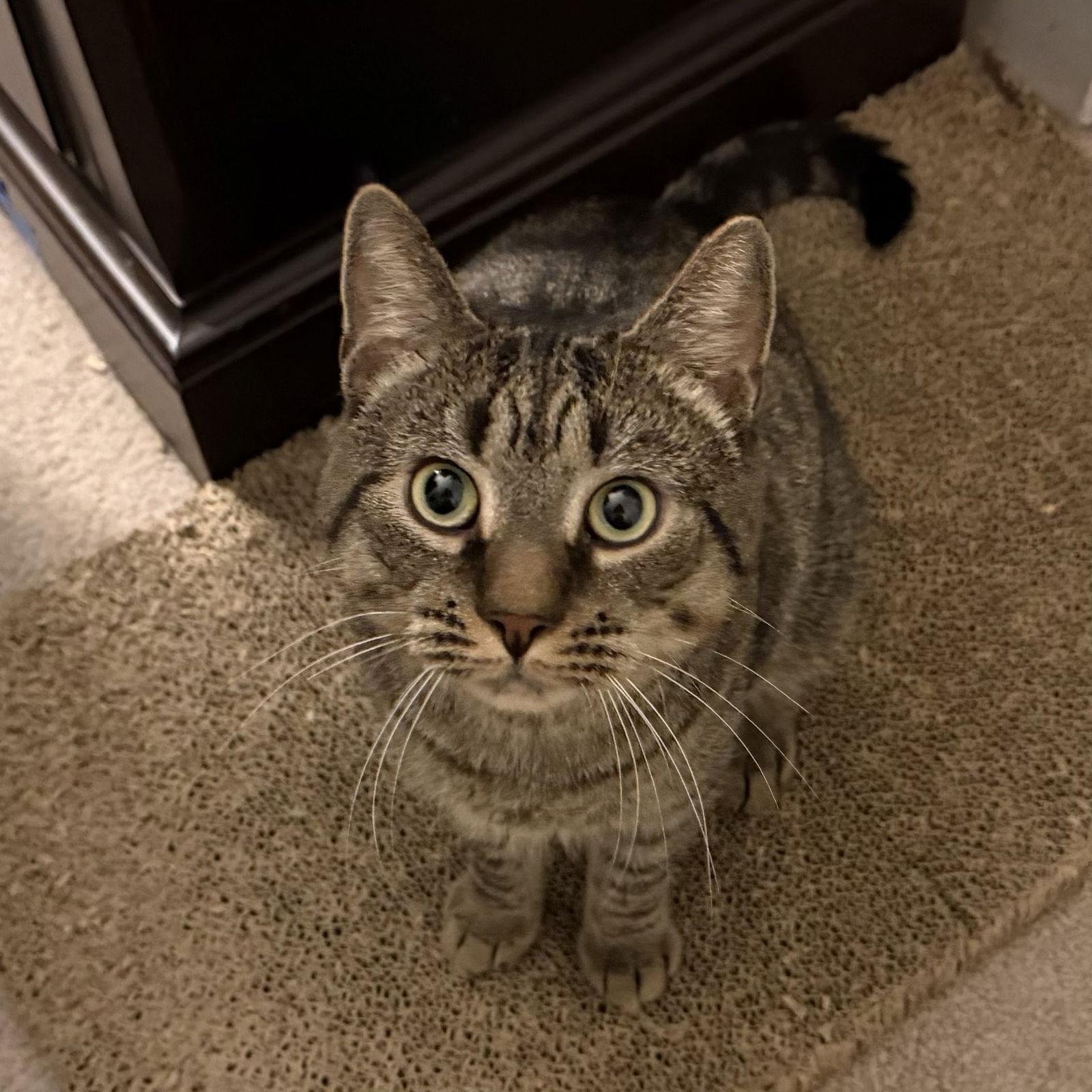 Tiny — thumbnail 3