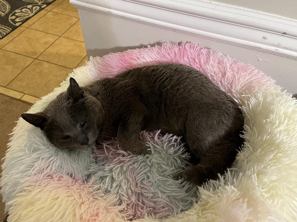 Enlarge Cinder, a Adopted Domestic Short Hair in Virginia Beach, VA image 2/3