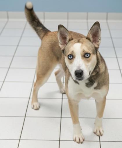 Miley, a Adoptable mixed breed in Bowling Green, KY image 2/2