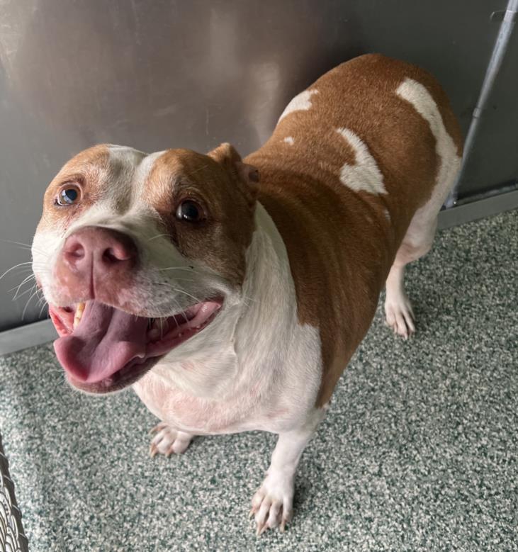 BIG MAMA, Adoptable, Adult Female Pit Bull Terrier.