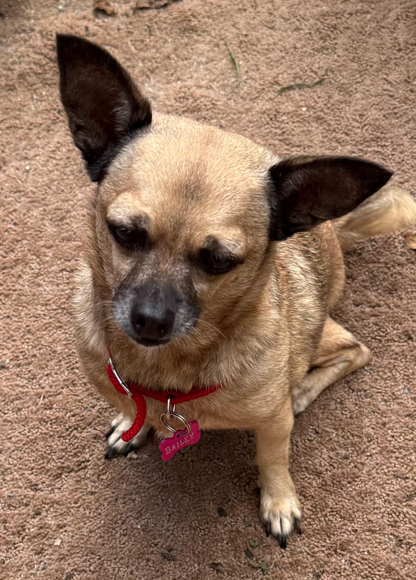 Bailey, adopted, Adult Female Corgi & Jack Russell Terrier.