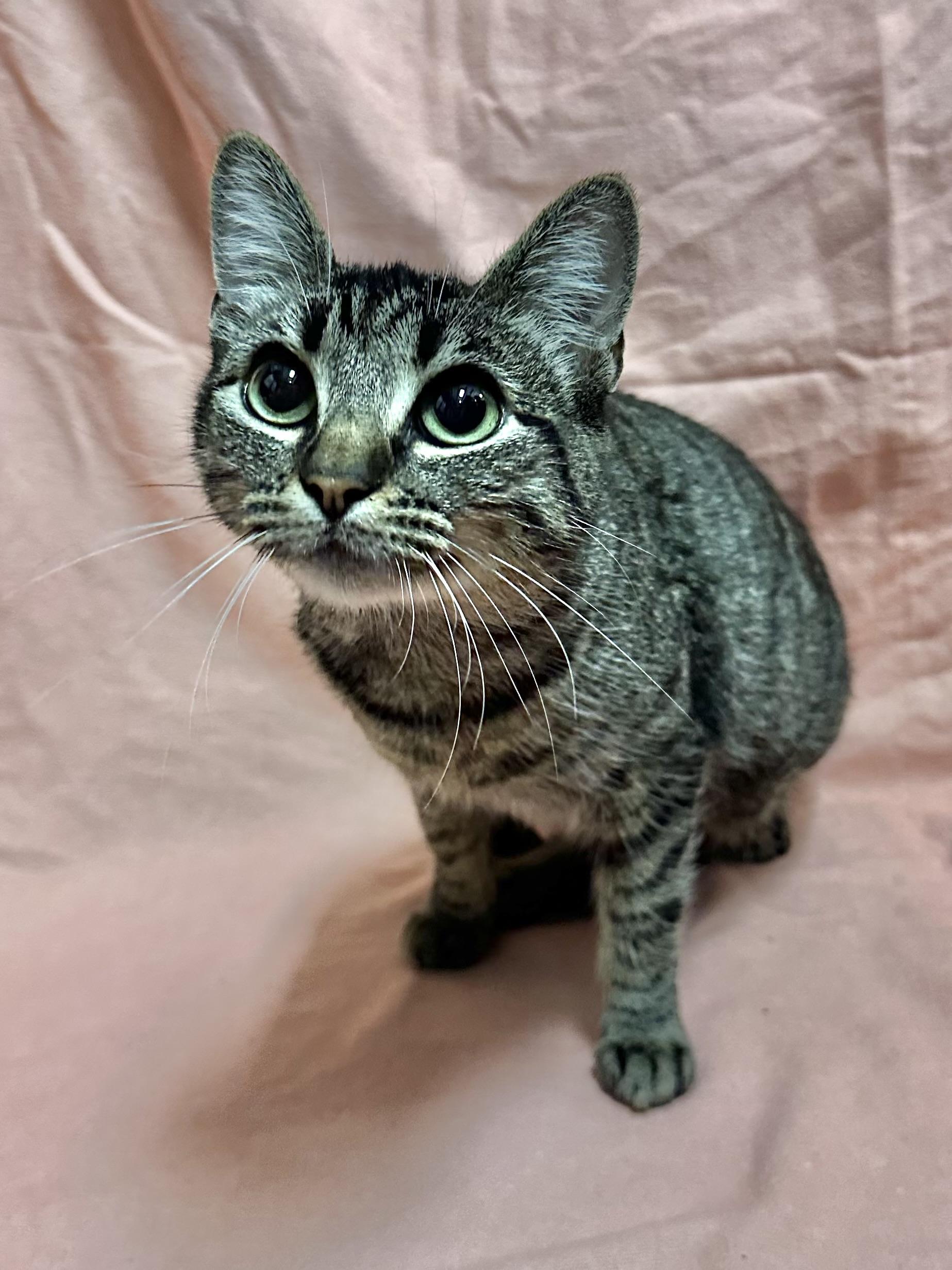 Aubrey, a ADOPTABLE Domestic Short Hair in Riverside, CA image 3/4