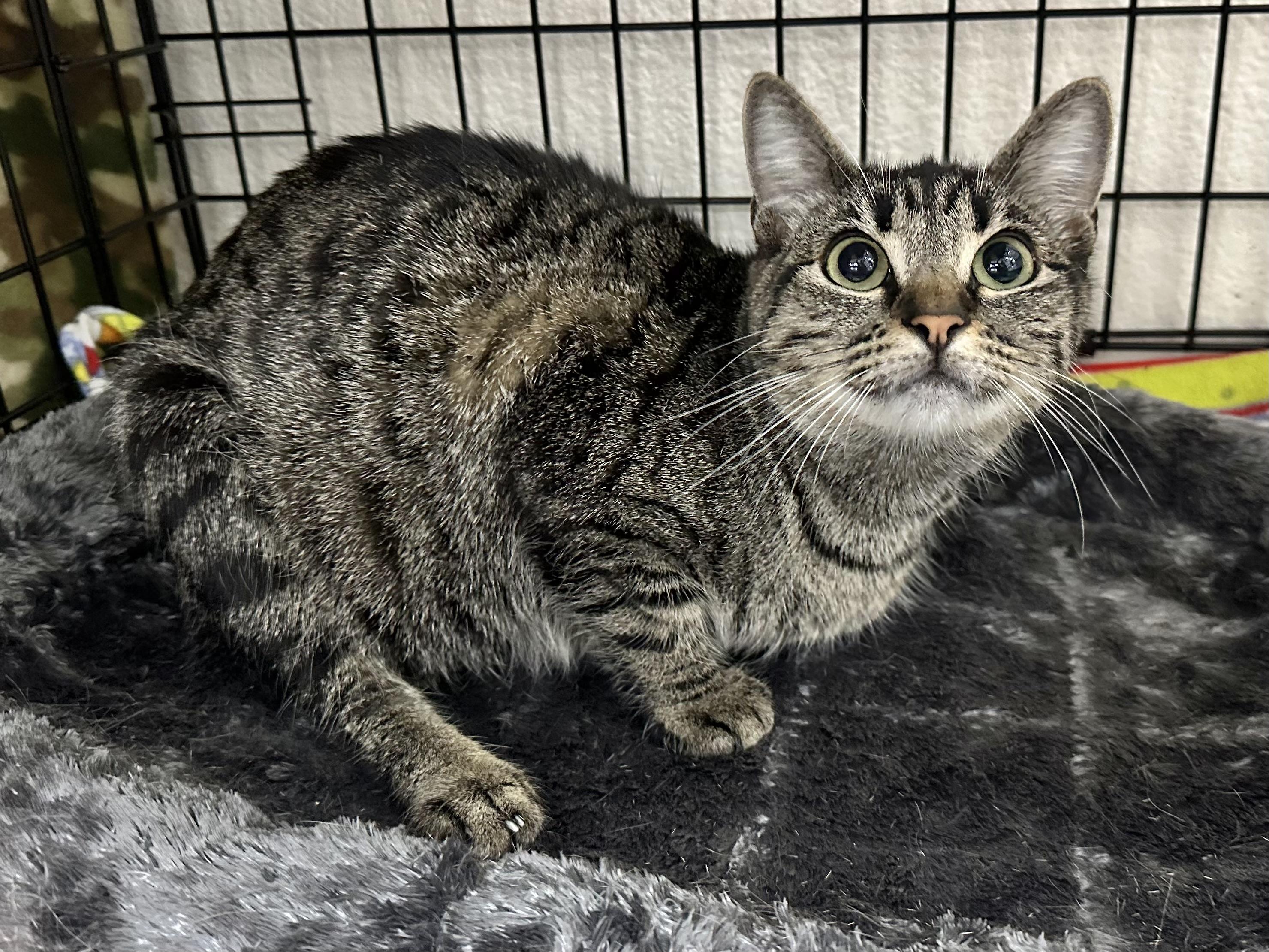 Aubrey, a ADOPTABLE Domestic Short Hair in Riverside, CA image 4/4