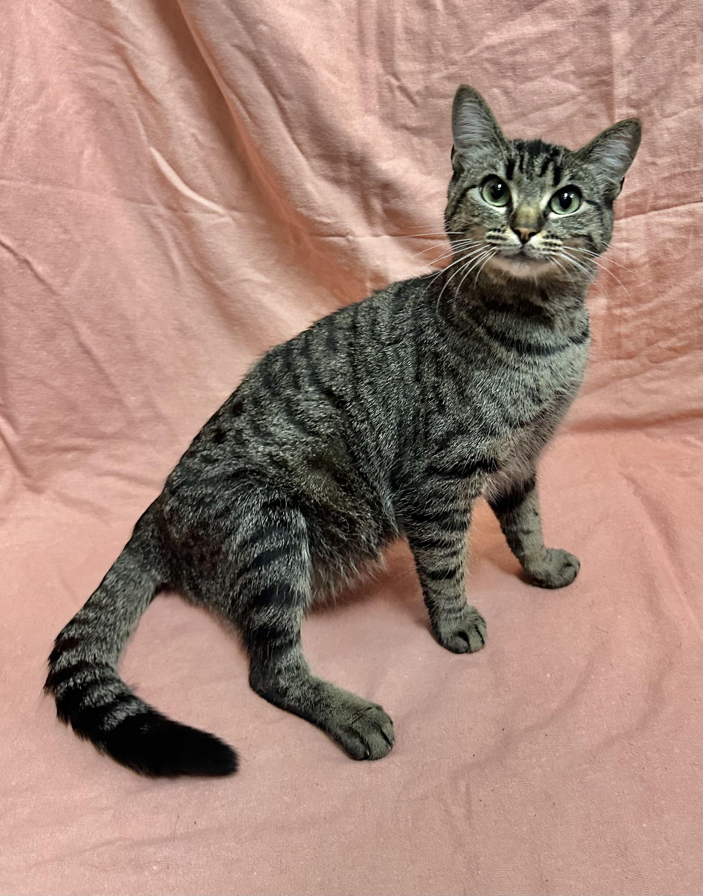 Aubrey, ADOPTABLE, Adult Female Domestic Short Hair.