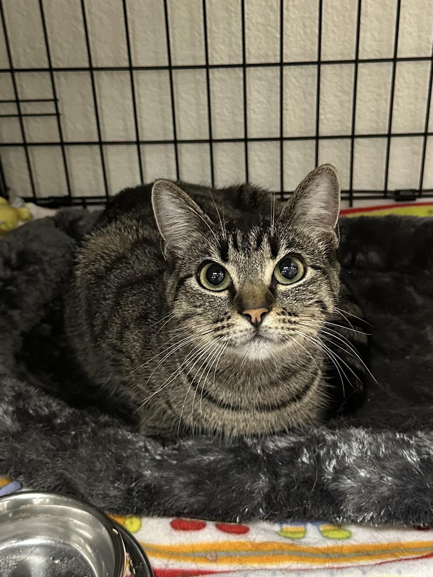 Aubrey, a ADOPTABLE Domestic Short Hair in Riverside, CA image 2/4