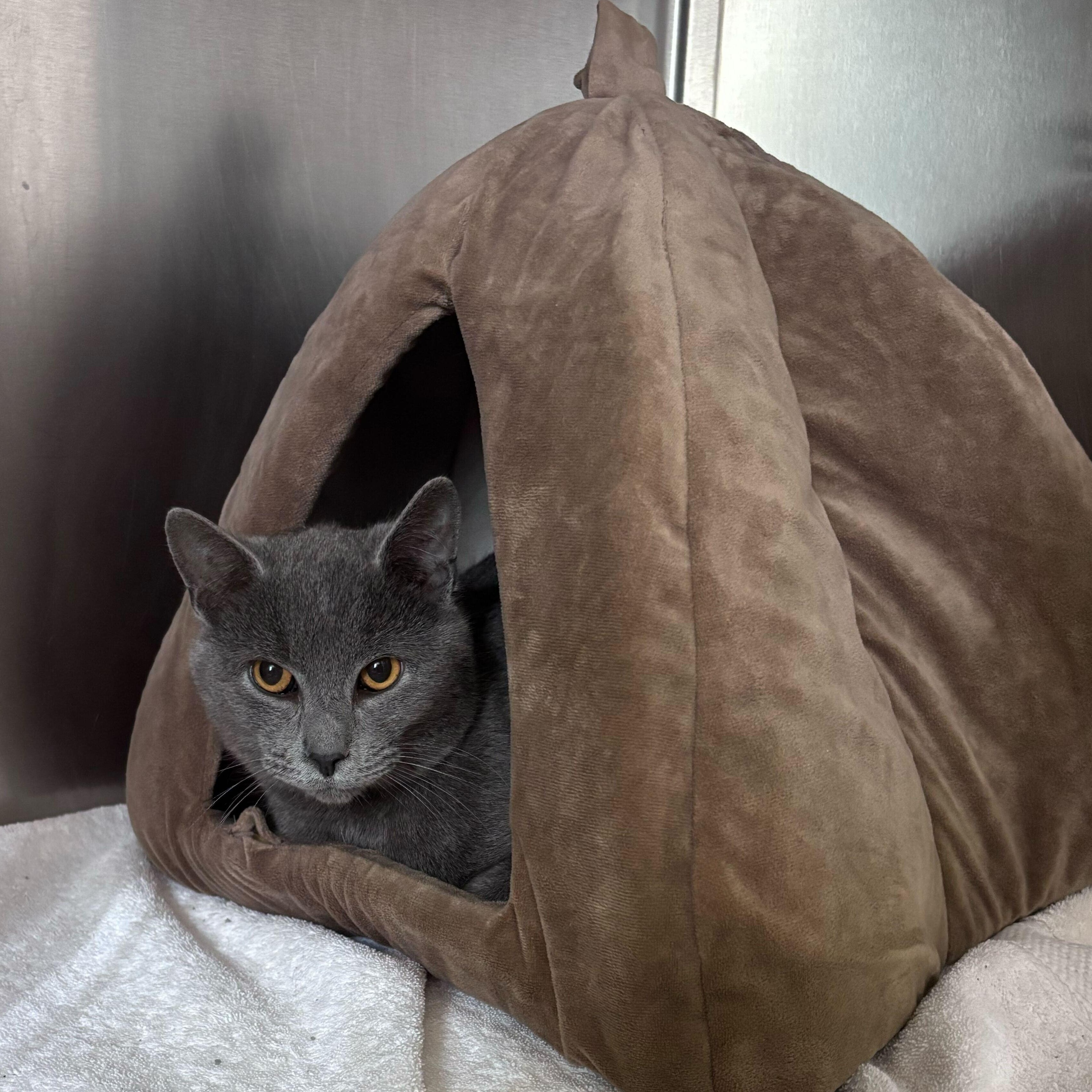 Goose, a Adoptable Domestic Short Hair in Jackson, MI image 1/6