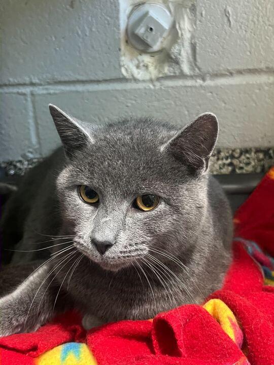 Goose, a Adoptable Domestic Short Hair in Jackson, MI image 2/6