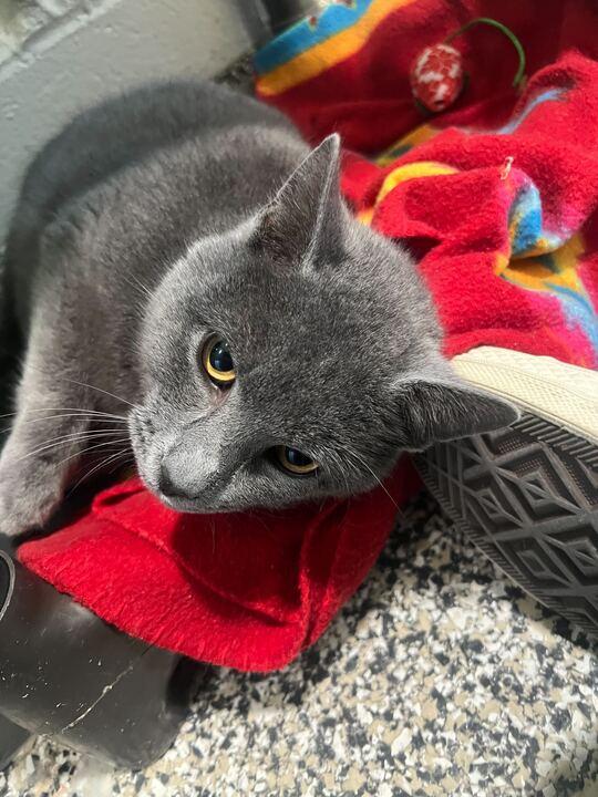 Goose, a Adoptable Domestic Short Hair in Jackson, MI image 3/6