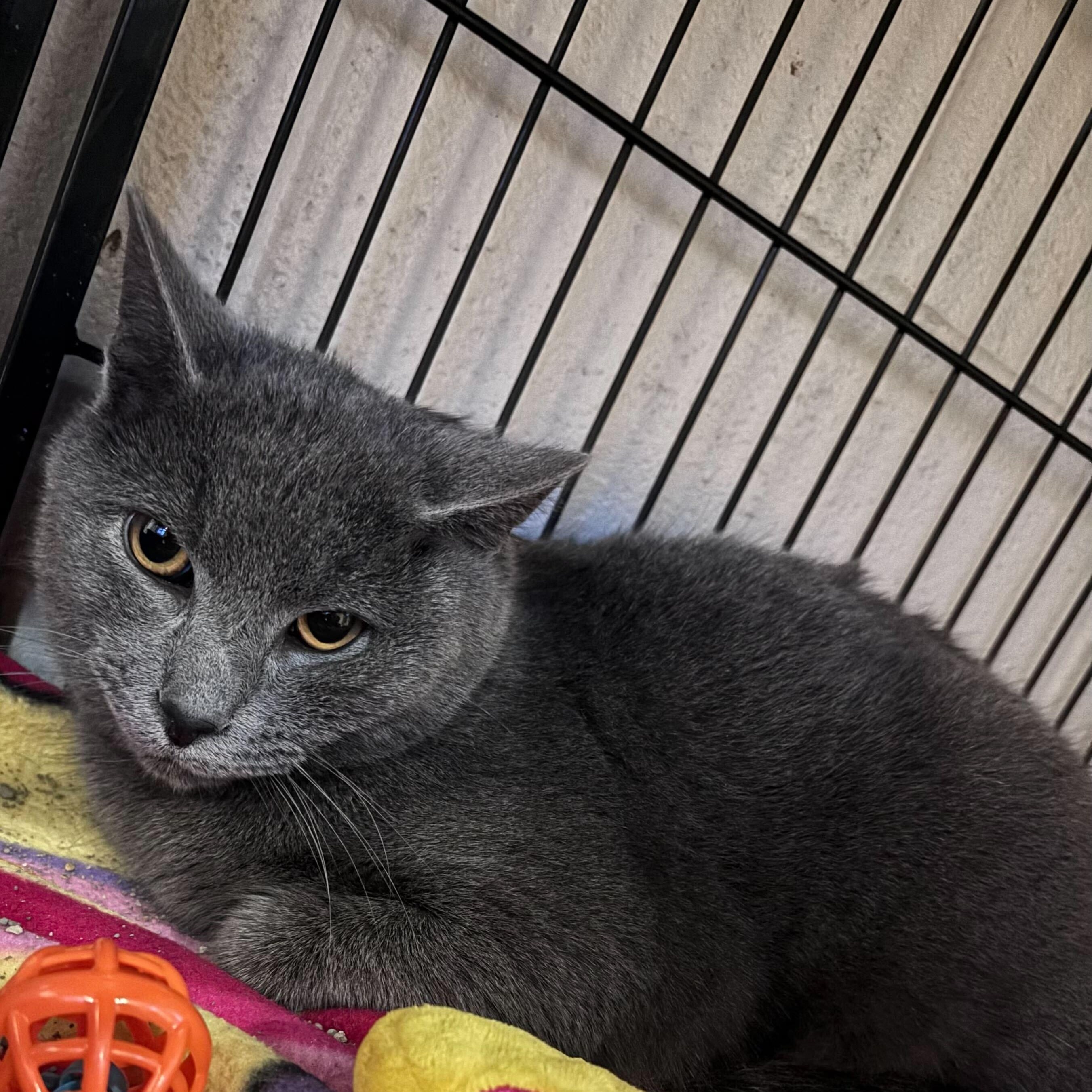 Goose, a Adoptable Domestic Short Hair in Jackson, MI image 5/6