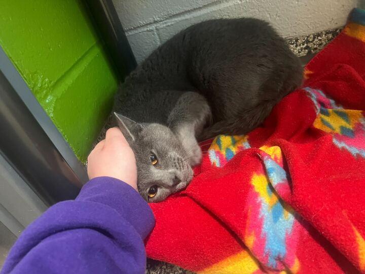 Goose, a Adoptable Domestic Short Hair in Jackson, MI image 4/6