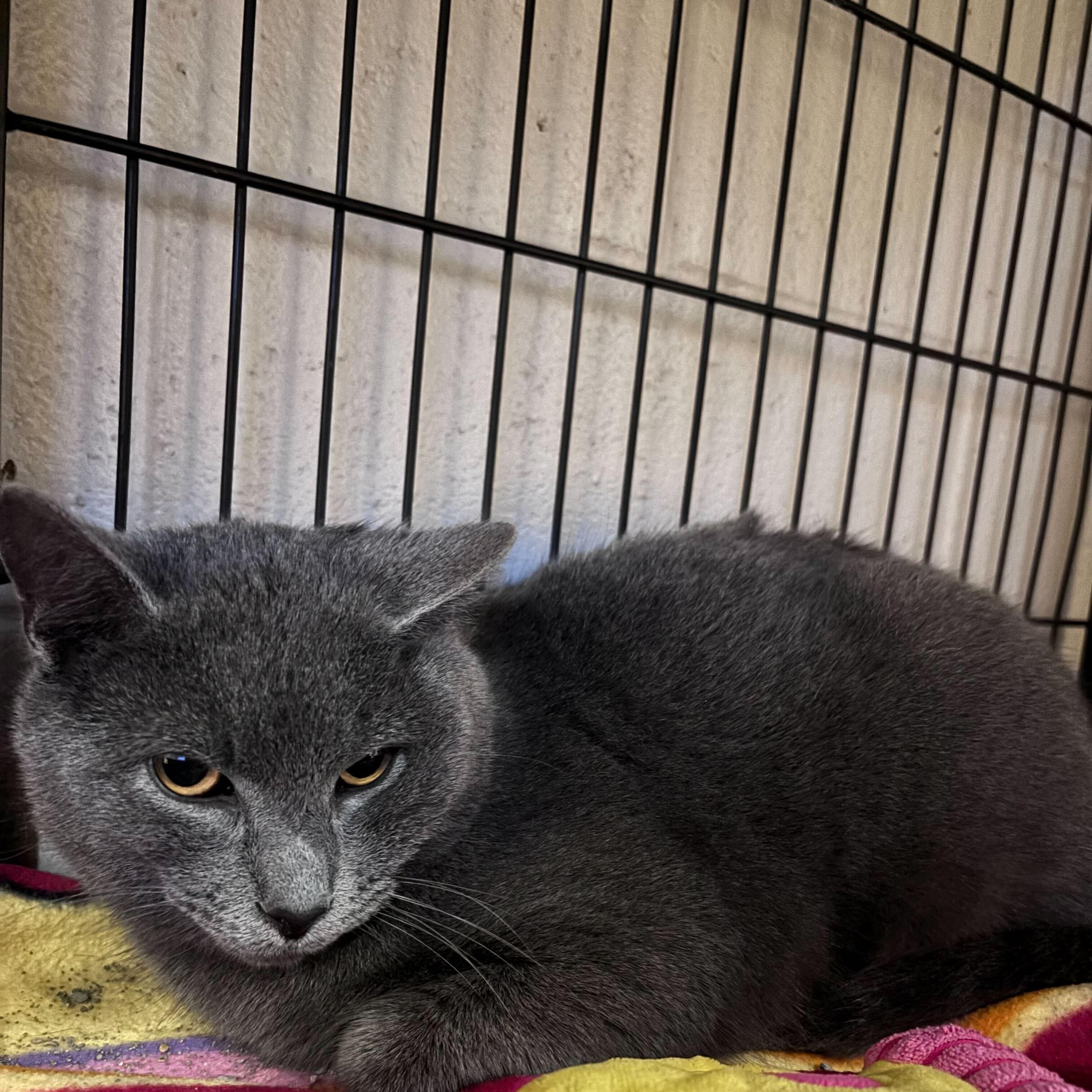 Goose, a Adoptable Domestic Short Hair in Jackson, MI image 6/6