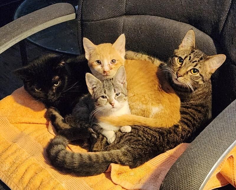 Enlarge Pastrami, a Adoptable Domestic Short Hair in Grand Rapids, MI image 1/4