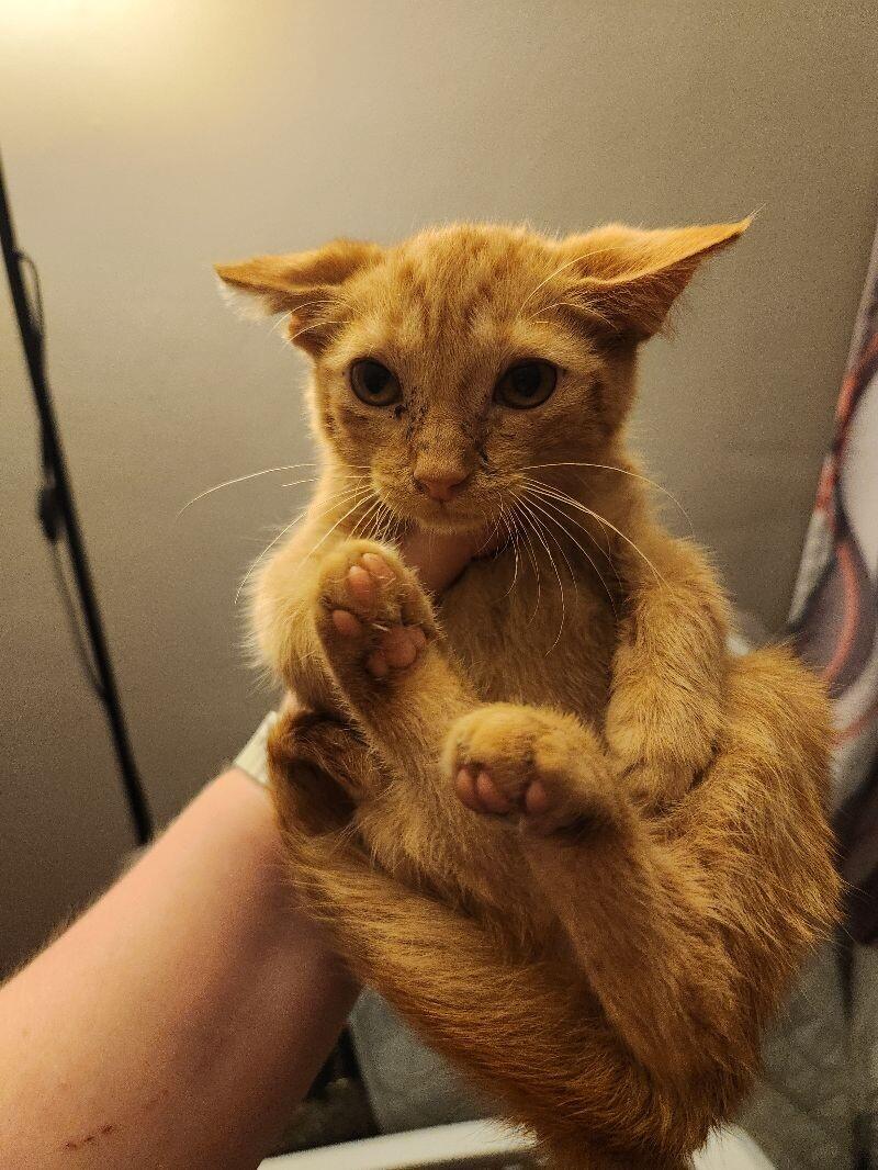 Enlarge Pastrami, a Adoptable Domestic Short Hair in Grand Rapids, MI image 2/4