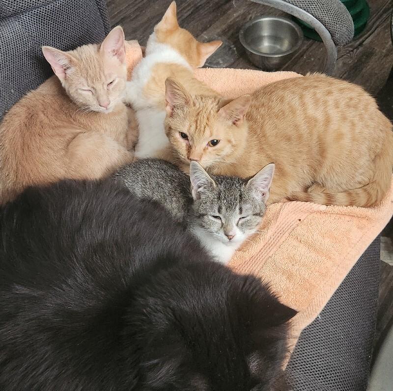 Enlarge Pastrami, a Adoptable Domestic Short Hair in Grand Rapids, MI image 3/4