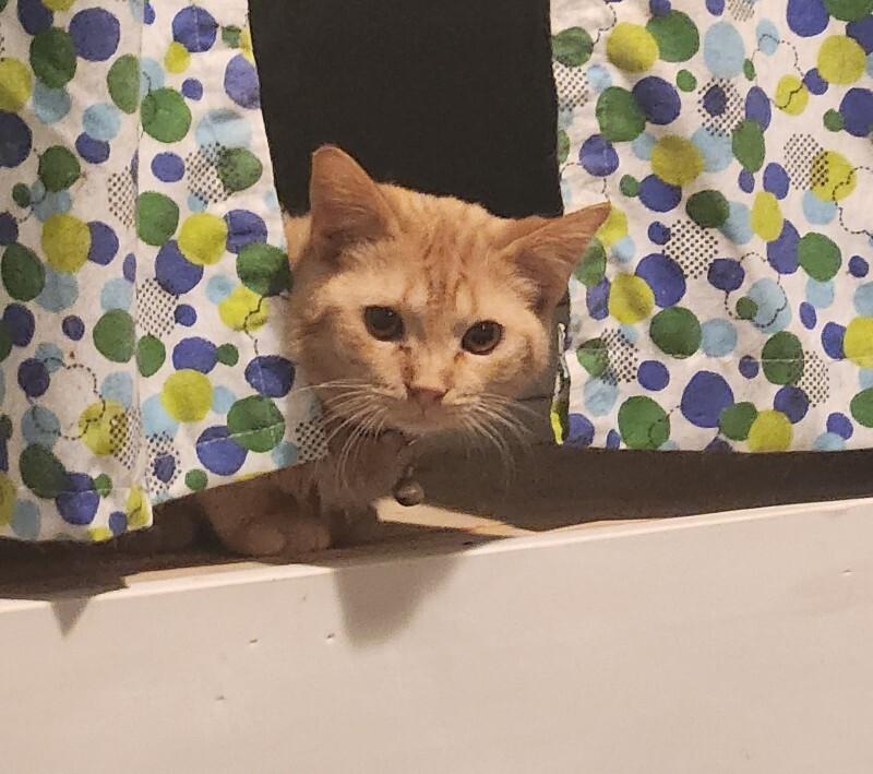 Enlarge Pastrami, a Adoptable Domestic Short Hair in Grand Rapids, MI image 4/4