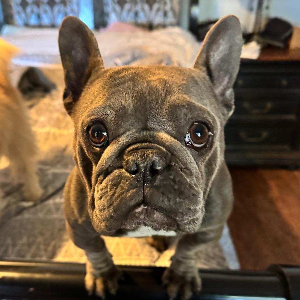 Enlarge Pupsik, a Adoptable French Bulldog in Las Vegas, NV image 2/2