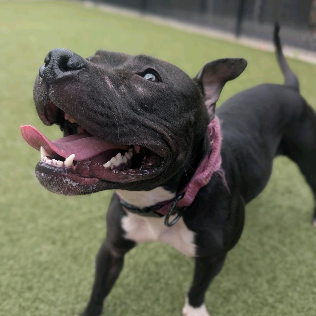 Dish, a Adoptable Pit Bull Terrier in Greensboro, NC image 1/6