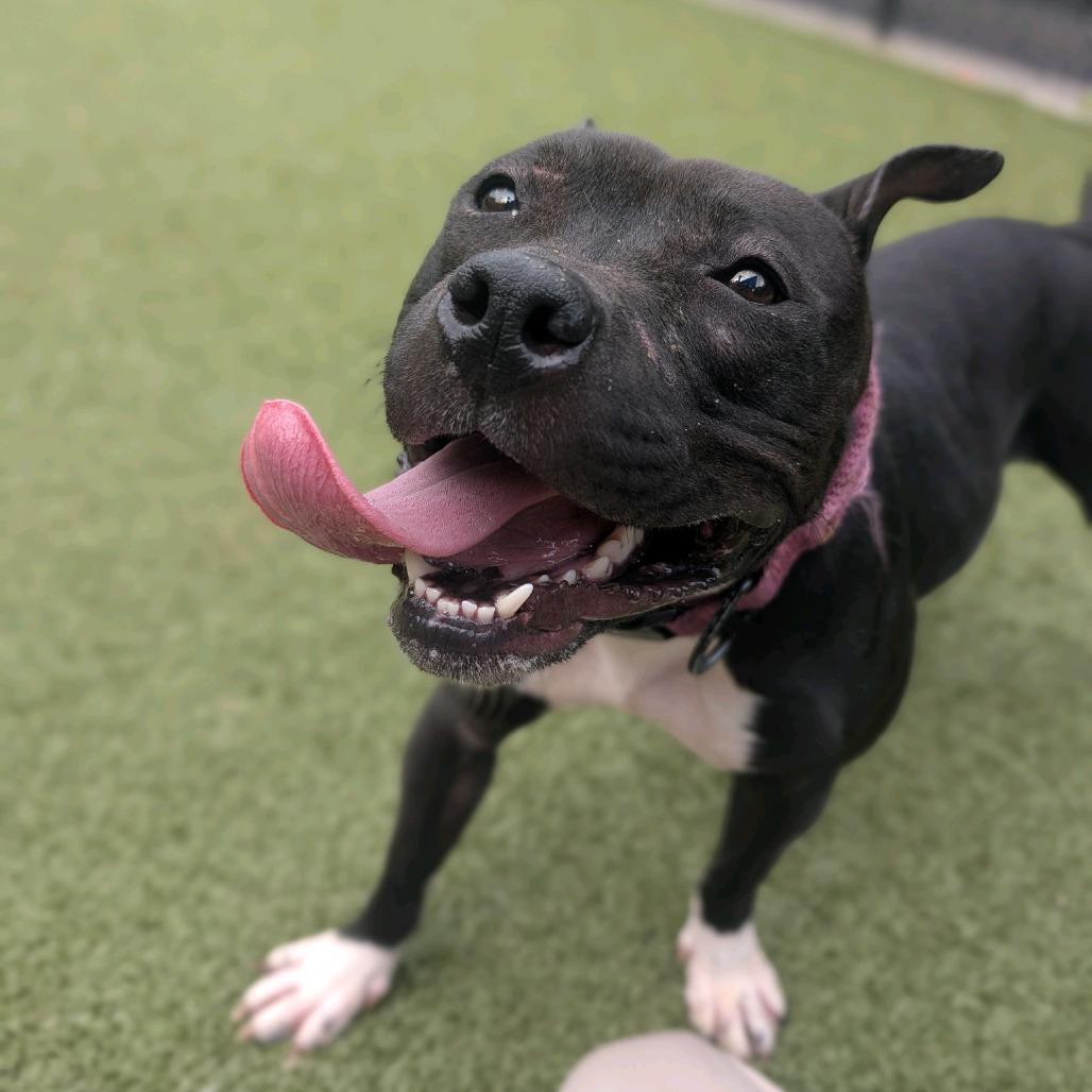 Dish, a Adoptable Pit Bull Terrier in Greensboro, NC image 2/6