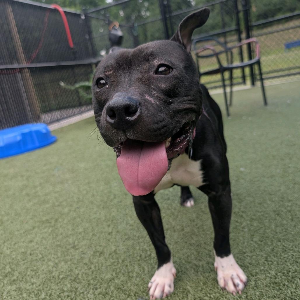 Dish, a Adoptable Pit Bull Terrier in Greensboro, NC image 3/6
