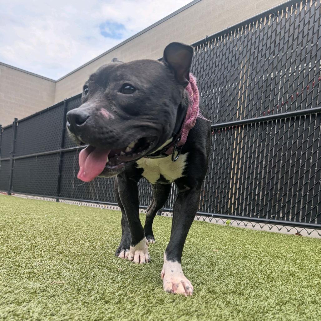 Dish, a Adoptable Pit Bull Terrier in Greensboro, NC image 4/6