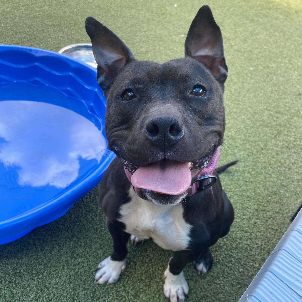 Dish, a Adoptable Pit Bull Terrier in Greensboro, NC image 5/6