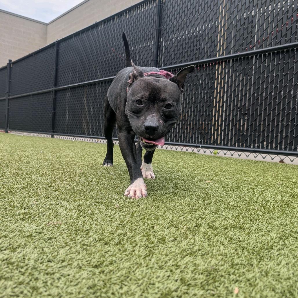 Dish, a Adoptable Pit Bull Terrier in Greensboro, NC image 6/6