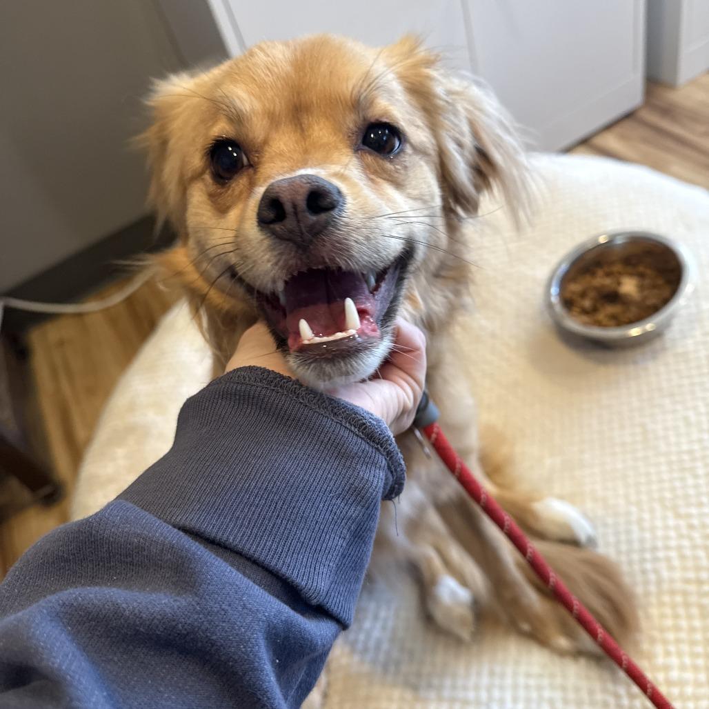 Kya (Formerly Lily), Adoptable, Adult Female Mixed Breed.