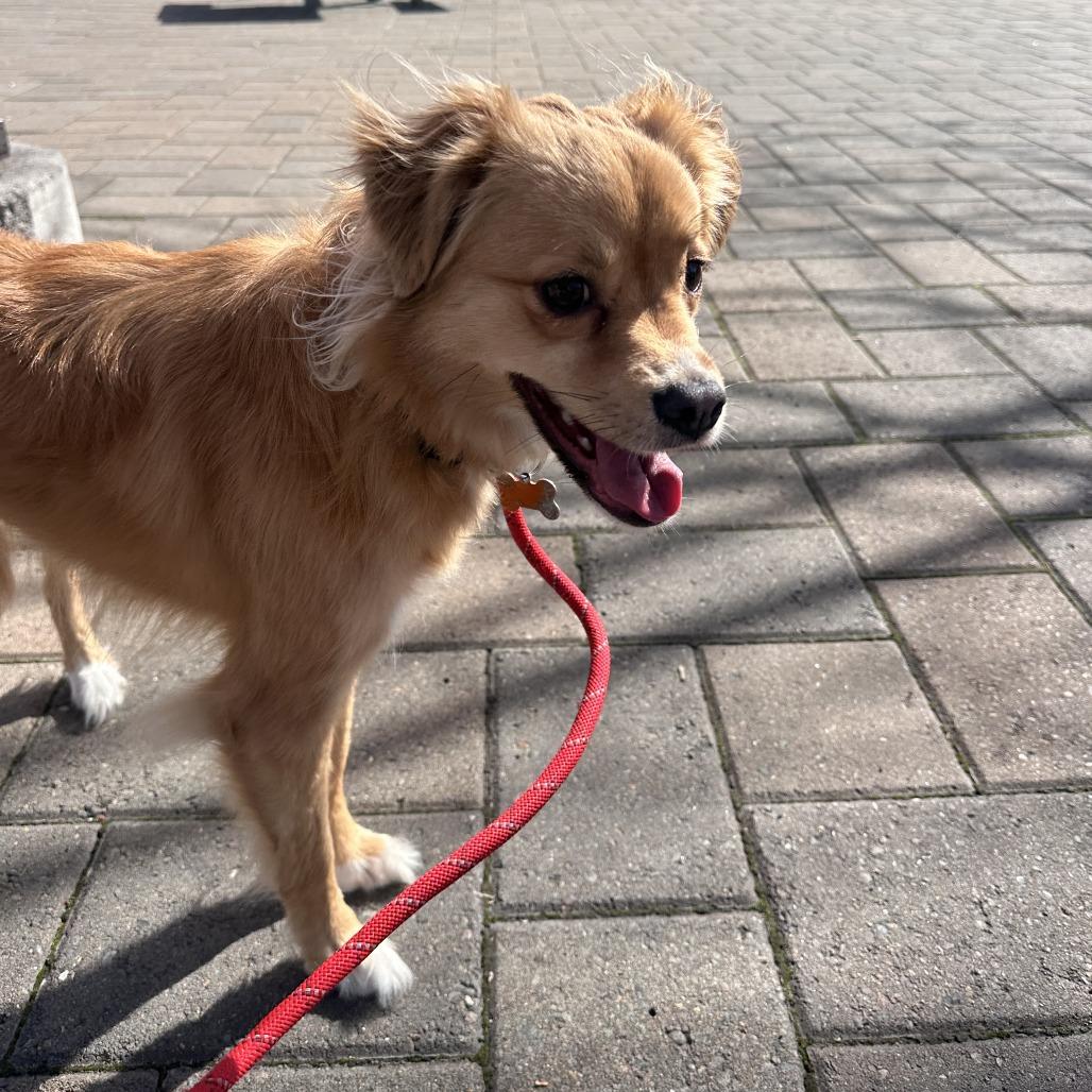 Enlarge Kya (Formerly Lily), a Adoptable Mixed Breed in Bend, OR image 2/6