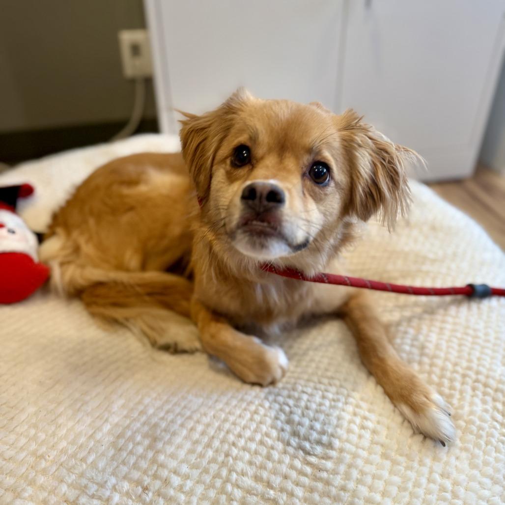 Enlarge Kya (Formerly Lily), a Adoptable Mixed Breed in Bend, OR image 3/6