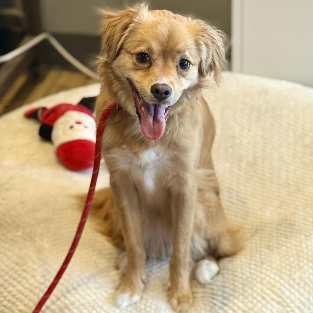 Enlarge Kya (Formerly Lily), a Adoptable Mixed Breed in Bend, OR image 4/6