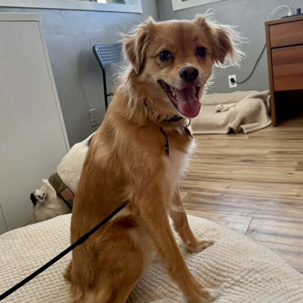 Enlarge Kya (Formerly Lily), a Adoptable Mixed Breed in Bend, OR image 5/6